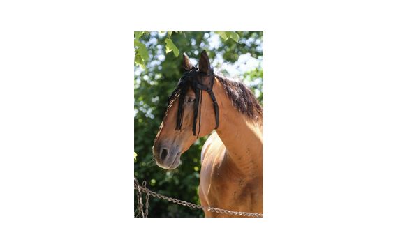Equitheme-Cheval-Mesh Frontal