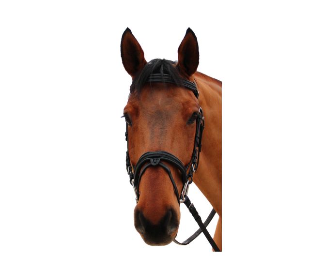 Canter-Bridons-Bridon Mylord Marron/Light Gold