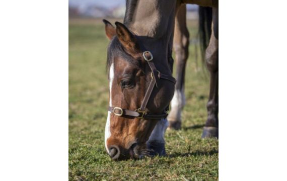 Norton-Licol-Licol Foal Havane