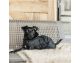 Kentucky - Manteaux chiens - Manteau pour chien Original Noir