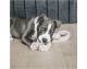 Kentucky - Jouets chiens - Jouet pour chien corde en coton 8-Loop